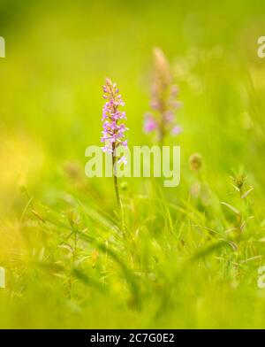 Common fragrant-orchid in Park Gate Down, Kent Stock Photo