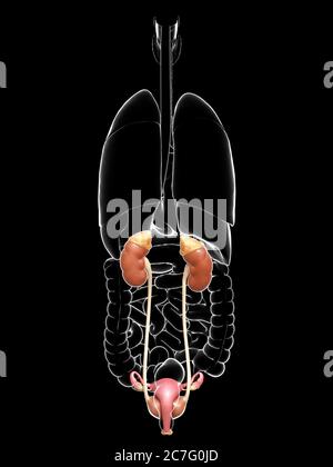 3d rendered illustration of the female kidney Stock Photo - Alamy