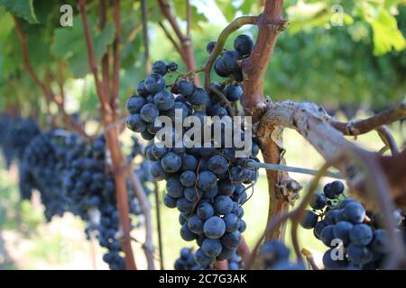 Closeup shot of crunches of black grape growing on the trees with a blurry background Stock Photo