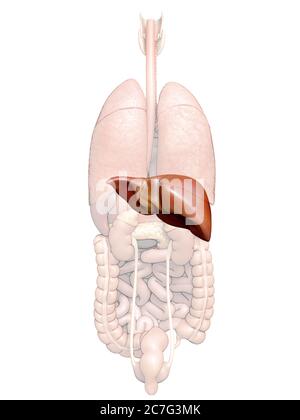 3d rendered, medically accurate illustration of  Liver Anatomy Stock Photo