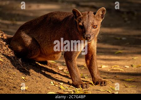 Fossa sitting on the road with fallen leaves on a sunny day Stock Photo