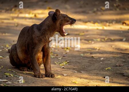 Angry fossa with a wide-open mouth sitting on the road with a lot of fallen leaves Stock Photo