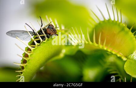 a unlucky common house fly being eaten by a hungry venus fly trap plant Stock Photo