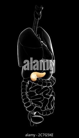 3d rendered, medically accurate illustration of the pancreas Stock Photo