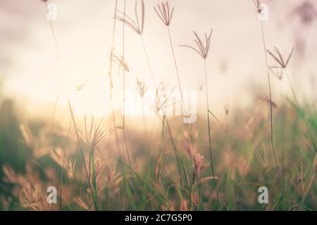 Grass flower field in the morning. Closeup brown grass flower with blurred green leaves bokeh background. Grass field in the forest with sunlight. Stock Photo