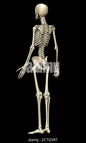 3d rendered, medically accurate illustration of the skeleton system Stock Photo