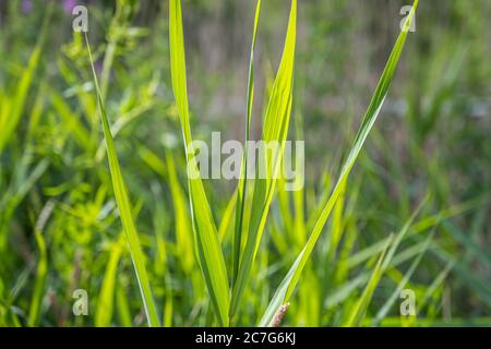 A closeup picture of backlit green grass. Beautiful green colors. All green blurry background. Picture from Scania, southern Sweden. Stock Photo