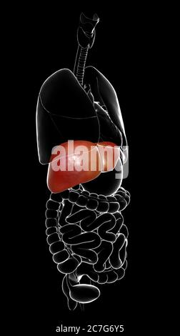 3d rendered, medically accurate illustration of  Liver Anatomy Stock Photo