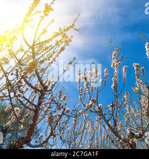 Beautiful white almond flowers on almond tree branch in spring Italian garden, Sicilia. Farming and gardening, growing nuts against blue sky in sunny Stock Photo