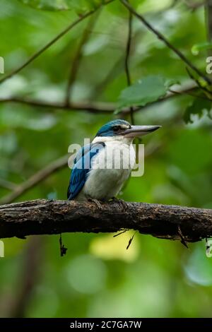 Mangrove kingfisher perching on a mnagrove branch Stock Photo