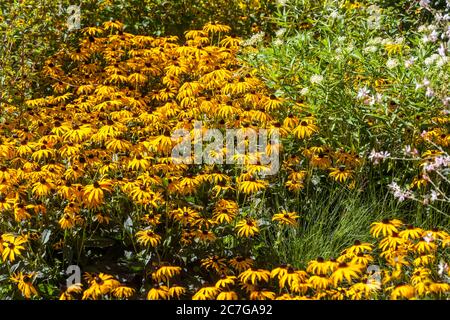 Rudbeckia fulgida yellow rudbeckias perennial herbaceous border plant Stock Photo