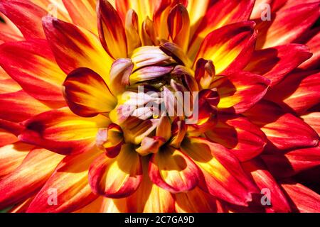 Beautiful Dahlia flower 'Electric Flash' red-orange blend vivid close-up flower