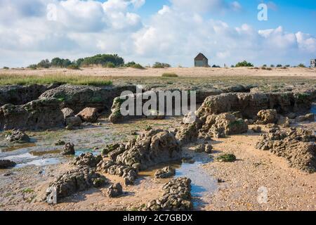 Essex beach coast, view of the rugged landscape alongside the beach at Bradwell-on-Sea showing 7th century St Peter's Chapel in the distance, Essex UK Stock Photo