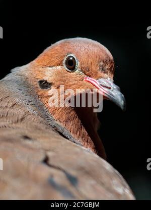 Socorro Dove (zenaida graysoni) Stock Photo