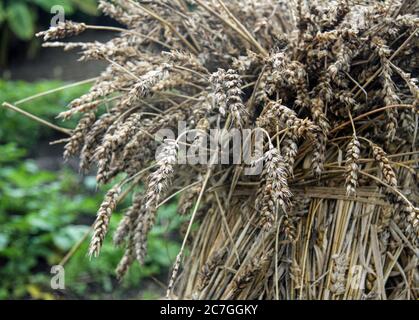 Wheat on display at the Eden Project in Cornwall, an educational charity offering a view of plants from all over the World including the largest rainf Stock Photo