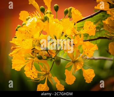 Plants, Trees, Flowers, A Flame Tree, Flamboyant, or Royal Poinciana Tree, Delonix regia var. flavida, in bloom in the Dominican Republic.  Most Flame Tree flowers are red, but the more rare var. flavida are yellow. Stock Photo