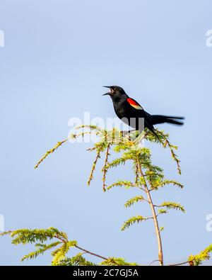 Vertical shot of a red-winged blackbird on a branch chirping Stock Photo