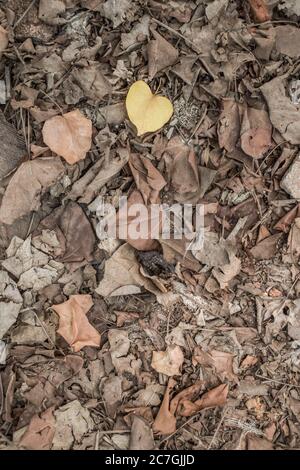 A bunch of brown leaves with one yellow in autumn light Stock Photo