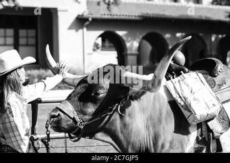 Grayscale shot of a female touching the bull horns Stock Photo