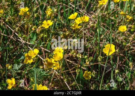 Flowering Alpine cinquefoil flowers on a meadow Stock Photo