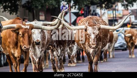 Selective focus shot of longhorns walking in the street Stock Photo