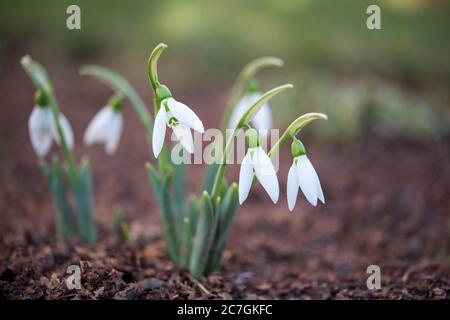 First flowers in spring - some delicate snowdrops Stock Photo