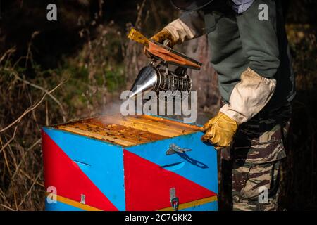 Beekeeper takes care of his hive. The beekeeper smokes the smoke of bees sitting on a honey cell. Beesmoker. Work on an apiary. Apiculture. Stock Photo