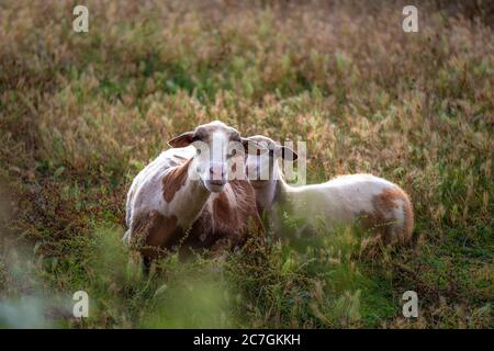 Ewe and lamb in green grass field. Early summer after sheep have been sheared. Sheep with new born lamb Stock Photo