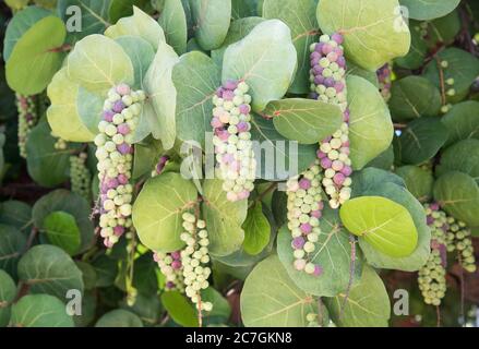 Close-up of hanging clusters of purple and green sea grapes on beachfront tree on the island of St. Croix in the USVI Stock Photo