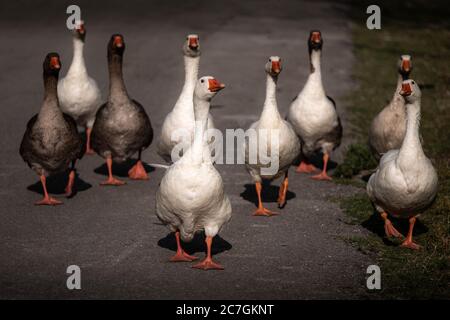 Swarm of tame and wild geese walking on the road. Grey white foie gras geese from a low point of view on a goose place in Ioannina Epirus Greece. Stock Photo