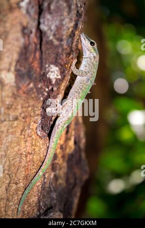 Olive day gecko (Phelsuma dubia) lying on a tree branch, Nosy Komba, Madagascar Stock Photo
