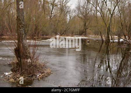 Flooded trees and frozen water in the floodplain of the river at the thaws. Spring. Stock Photo