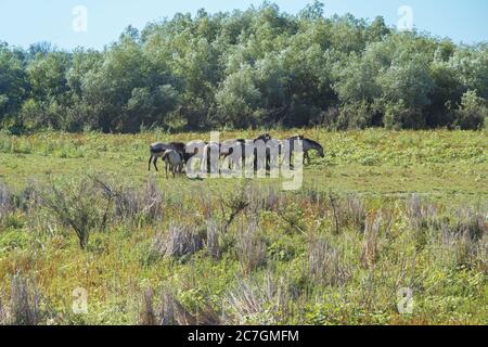 Herd of Wild Konik or Polish primitive horse in Danube delta of Ukraine Stock Photo