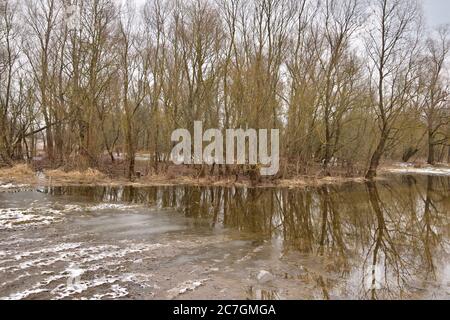 Flooded trees and frozen water in the floodplain of the river at the thaws. Spring. Stock Photo