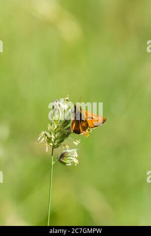 Large Skipper (Ochlodes sylvanus) male identifiable by It's prominent black markings on the forewings, Herefordshire UK. June 2020 Stock Photo