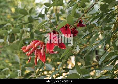 flowers and buds in a raceme of cockspur coral tree, Erythrina crista galli, Fabaceae Stock Photo