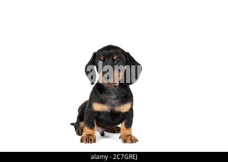 Portrait of a black and tan dachshund pup sitting isolated on a white background Stock Photo
