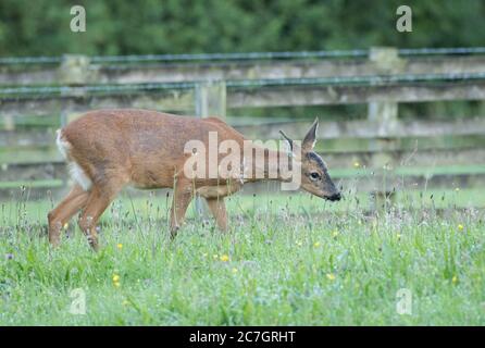 Roe deer doe stretches for a tasty flower, Old Bilton, Harrogate, North Yorkshire Stock Photo