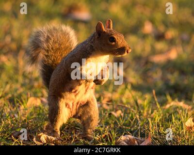 Fox squirrel standing on the ground covered in grass under sunlight with a blurry background Stock Photo