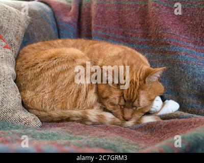 Closeup of a sleeping red cat on a blanket on a couch under the lights Stock Photo