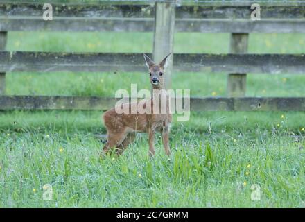 A roe deer kid explores its world, Old Bilton, Harrogate, North Yorkhire Stock Photo