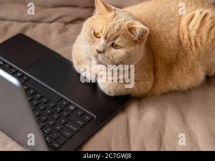 Red cat lies on the sofa with laptop Stock Photo