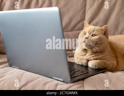 Red cat lies on the sofa with laptop Stock Photo