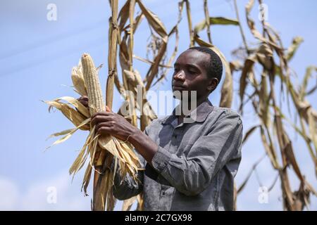 Kericho, Kenya. 17th July, 2020. Mr. Brian Kiplangat harvesting maize (corn) in their family farm in Kericho County amid Coronavirus (COVID-19) crisis.Maize is a staple food in majority of Kenyan families. Some Kenyans living in cities have left for rural areas due to tough economic challenges resulting from the Covid-19 pandemic and opting to practice small-scale farming as some lost jobs. Credit: SOPA Images Limited/Alamy Live News Stock Photo