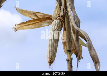 Kericho, Kenya. 17th July, 2020. Maize (corn) harvested in Kericho County, Kenya, some 280 Kilometres west of the capital.Maize is a staple food in majority of Kenyan families. Some Kenyans living in cities have left for rural areas due to tough economic challenges resulting from the Covid-19 pandemic and opting to practice small-scale farming as some lost jobs. Credit: SOPA Images Limited/Alamy Live News Stock Photo