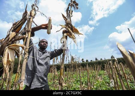 Kericho, Kenya. 17th July, 2020. Mr. Brian Kiplangat harvesting maize (corn) in their family farm in Kericho County amid Coronavirus (COVID-19) crisis.Maize is a staple food in majority of Kenyan families. Some Kenyans living in cities have left for rural areas due to tough economic challenges resulting from the Covid-19 pandemic and opting to practice small-scale farming as some lost jobs. Credit: SOPA Images Limited/Alamy Live News Stock Photo