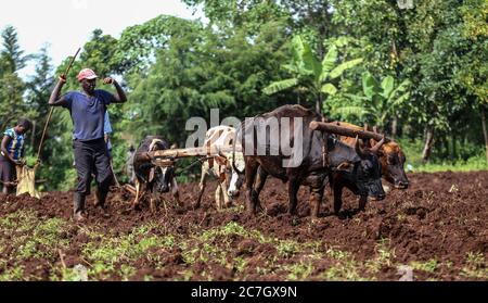 Kericho, Kenya. 17th July, 2020. Farmers use an oxen to plough their farm in Kericho County, Kenya amid Coronavirus (COVID-19) crisis.Maize is a staple food in majority of Kenyan families. Some Kenyans living in cities have left for rural areas due to tough economic challenges resulting from the Covid-19 pandemic and opting to practice small-scale farming as some lost jobs. Credit: SOPA Images Limited/Alamy Live News Stock Photo