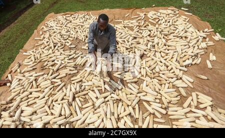 Kericho, Kenya. 17th July, 2020. Mr. Brian Kiplangat drying maize (corn) he harvested in their family farm in Kericho County amid Coronavirus (COVID-19) crisis.Maize is a staple food in majority of Kenyan families. Some Kenyans living in cities have left for rural areas due to tough economic challenges resulting from the Covid-19 pandemic and opting to practice small-scale farming as some lost jobs. Credit: SOPA Images Limited/Alamy Live News Stock Photo