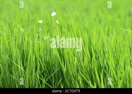 Baicheng. 17th July, 2020. Photo taken on July 17, 2020 shows the paddy field in Lixin Village of Zhenlai County in Baicheng City, northeast China's Jilin Province. Credit: Lin Hong/Xinhua/Alamy Live News Stock Photo