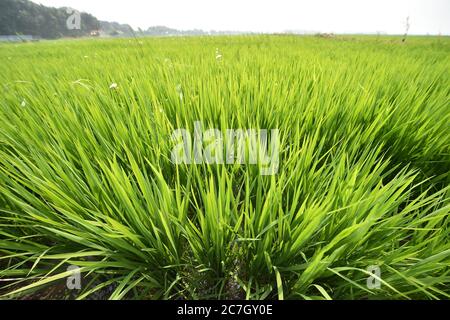 Baicheng. 17th July, 2020. Photo taken on July 17, 2020 shows the paddy field in Lixin Village of Zhenlai County in Baicheng City, northeast China's Jilin Province. Credit: Lin Hong/Xinhua/Alamy Live News Stock Photo